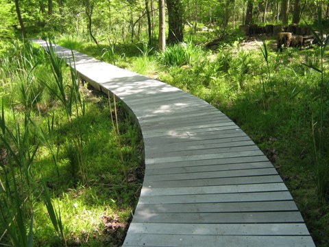 Accessible boardwalk through the arboretum wetland