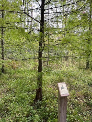 Tree identification on the arboretum trail