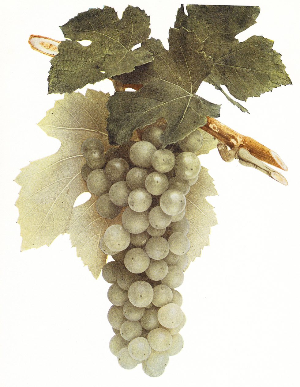 crotonhistory_croton_grape_mid.jpg