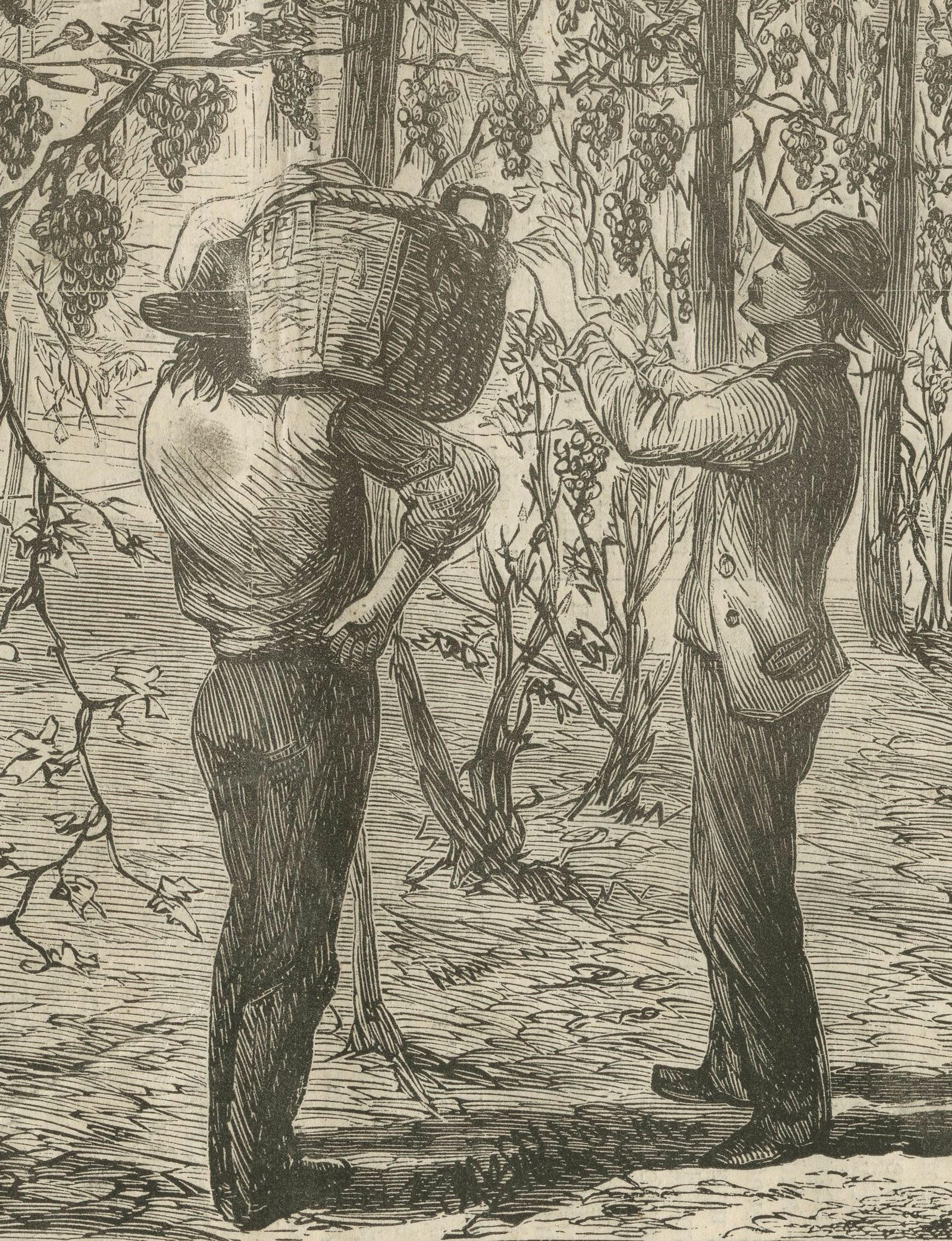 crotonhistory_harpers-detail-grape-pickers_mid.jpg
