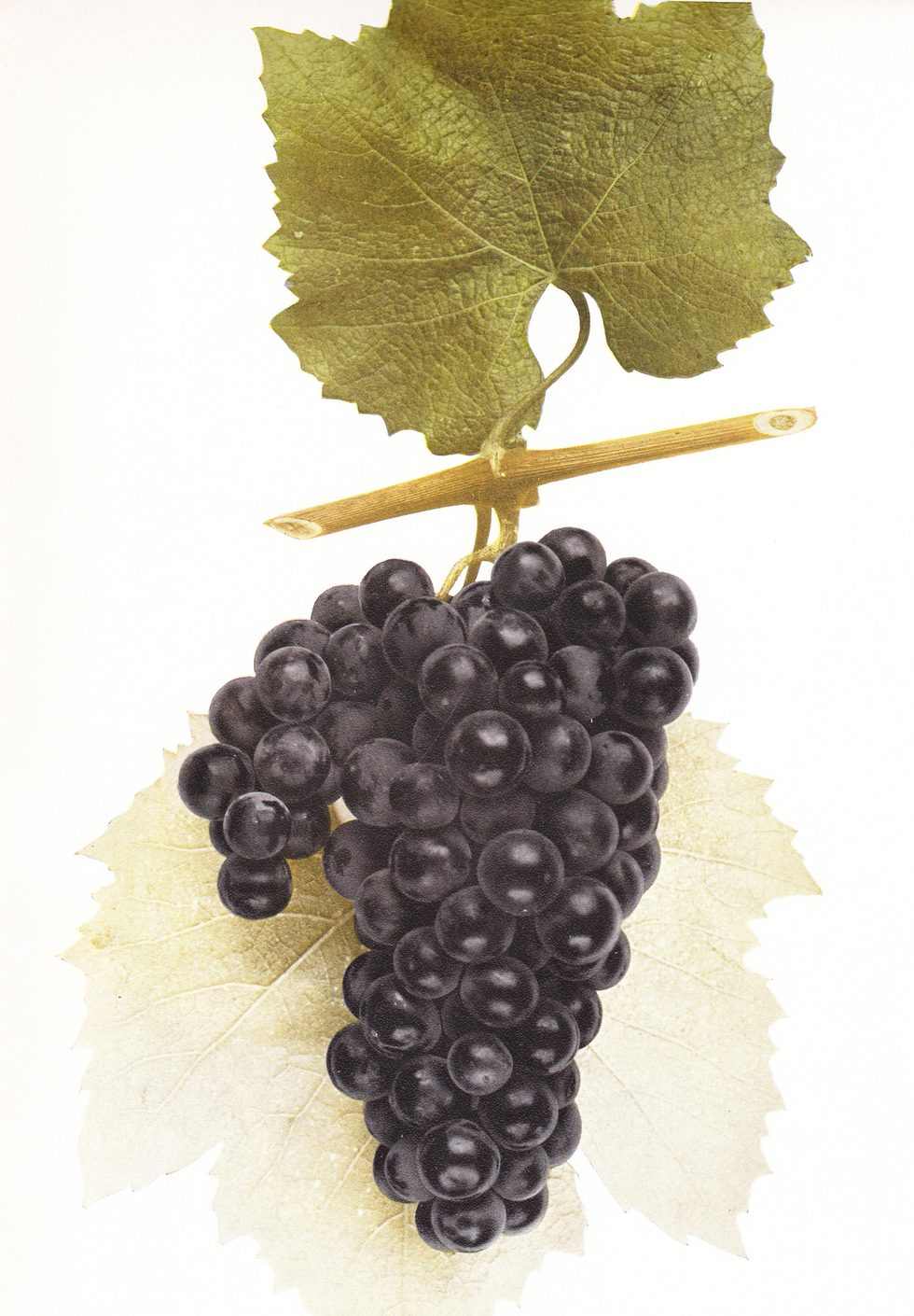 crotonhistory_senasqua_grape_mid.jpg