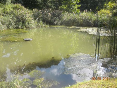 Pond during the 2011 assessment
