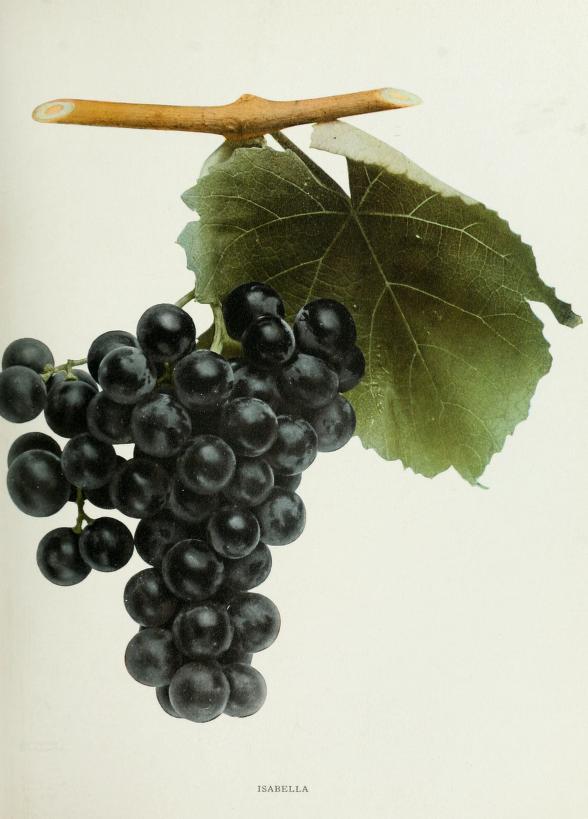 wikimedia_isabella_grape_1908.jpg