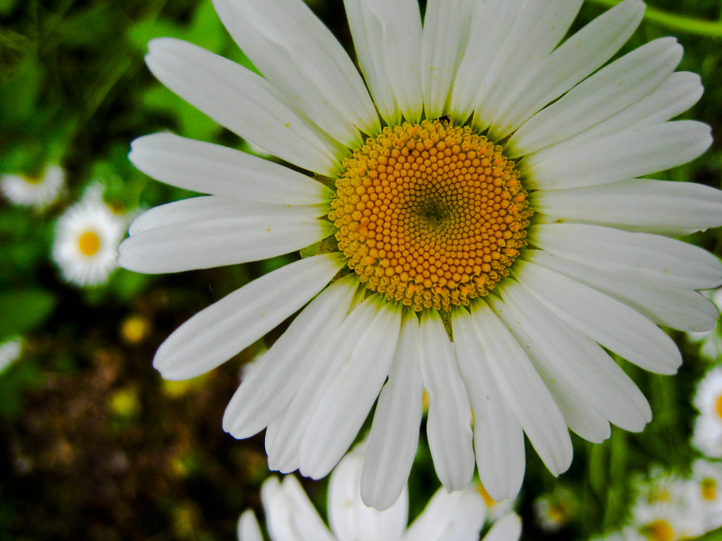 Where Have All The Flowers Gone