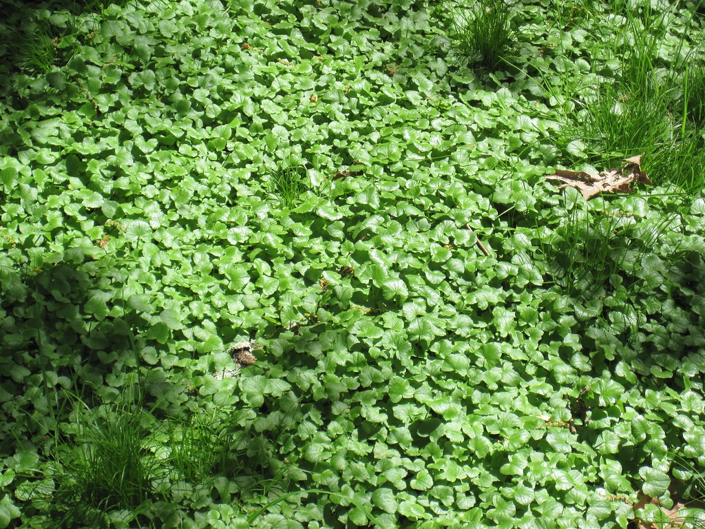 Old Croton Aqueduct Spring 2010