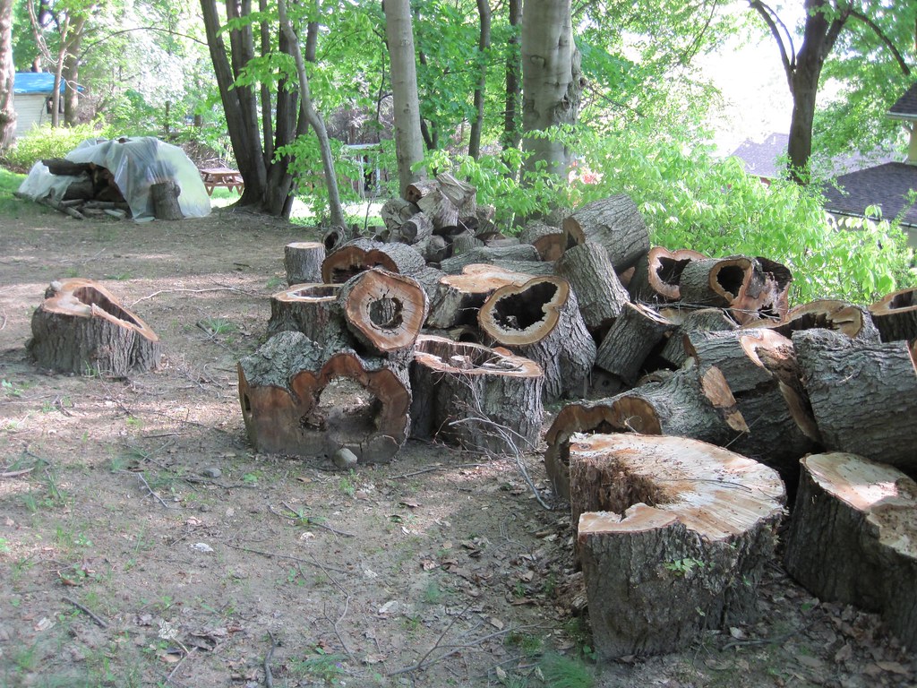 Old Croton Aqueduct Spring 2010