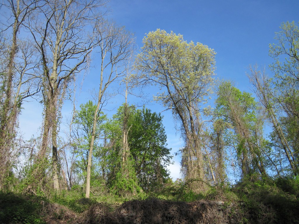 Old Croton Aqueduct Spring 2010