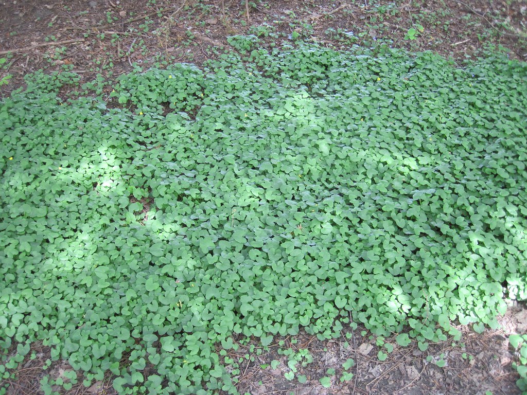 Old Croton Aqueduct Spring 2010