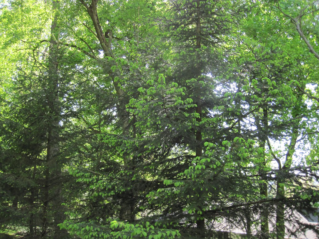 Old Croton Aqueduct Spring 2010