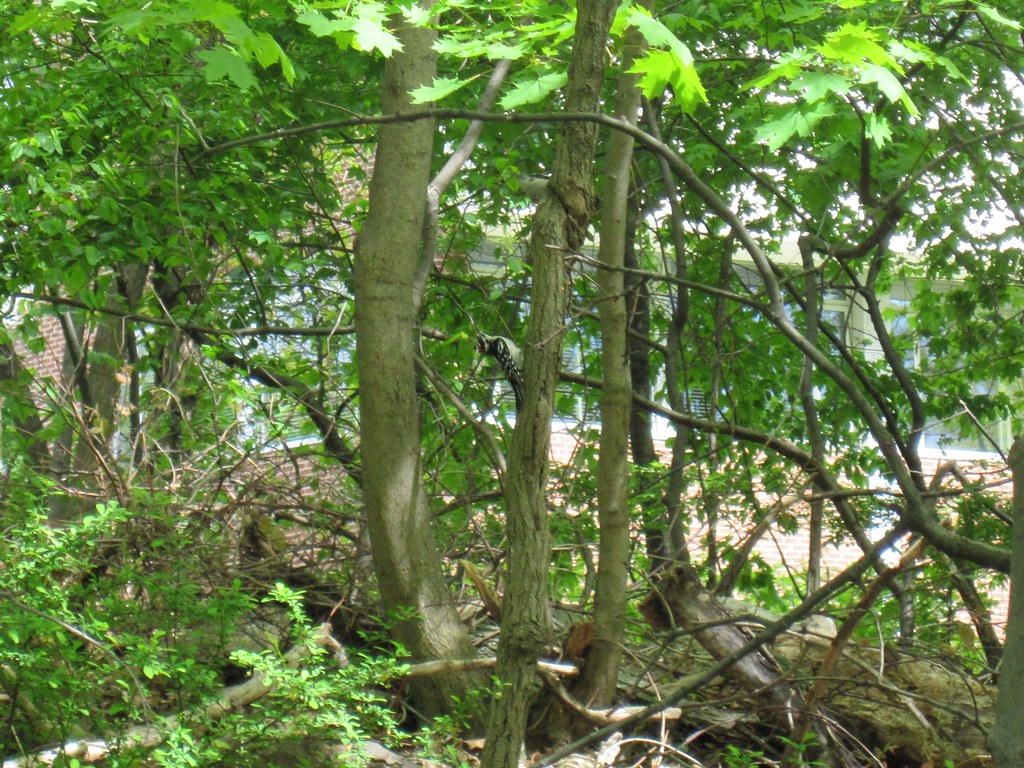 Old Croton Aqueduct Spring 2010