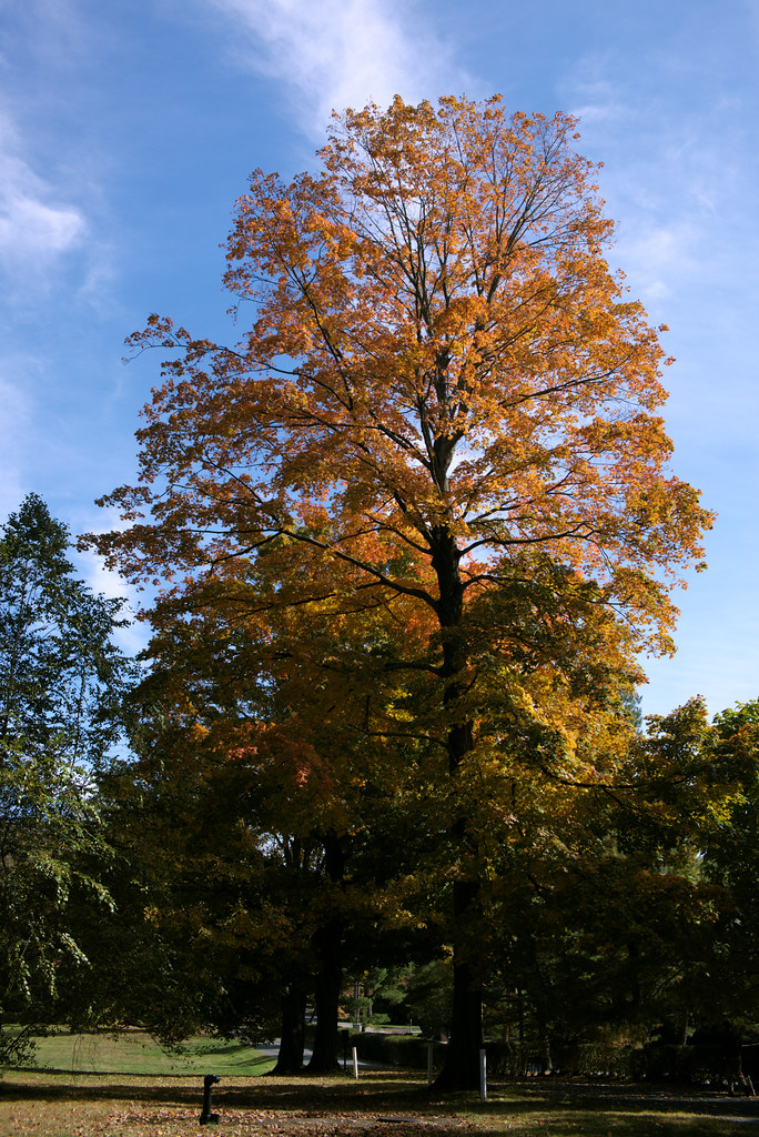 Enormous, Old Croton Aqueduct Trail