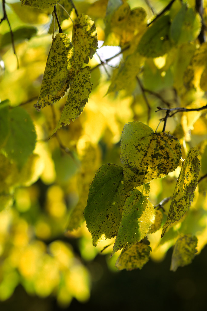 Dying leaves, Old Croton Aqueduct Trail