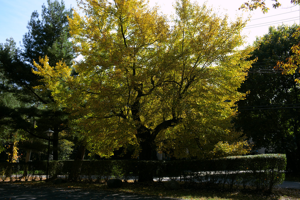 Golden tree, Old Croton Aqueduct Trail
