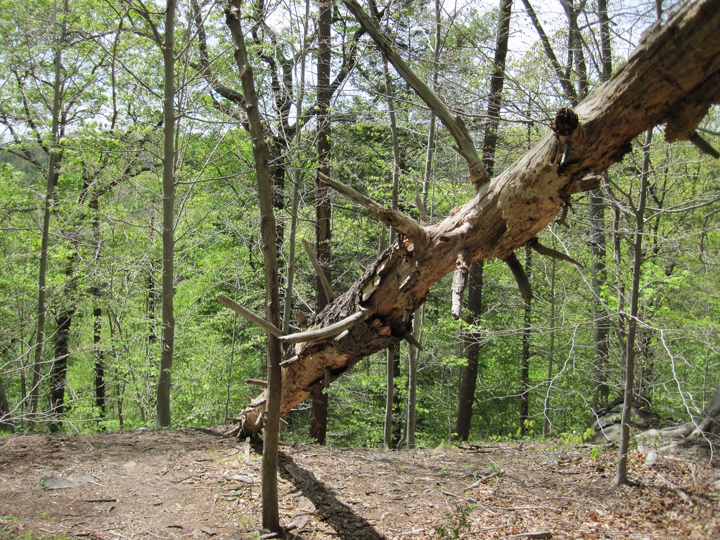 Old Croton Aqueduct Spring 2010