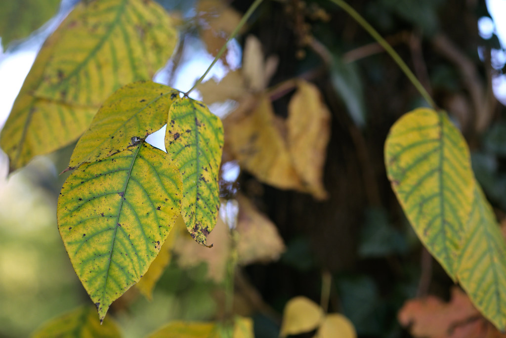 Leaf veins, Old Croton Aqueduct Trail