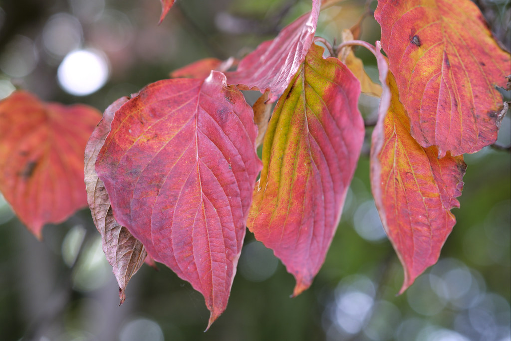 Red leaves, Old Croton Aqueduct Trail