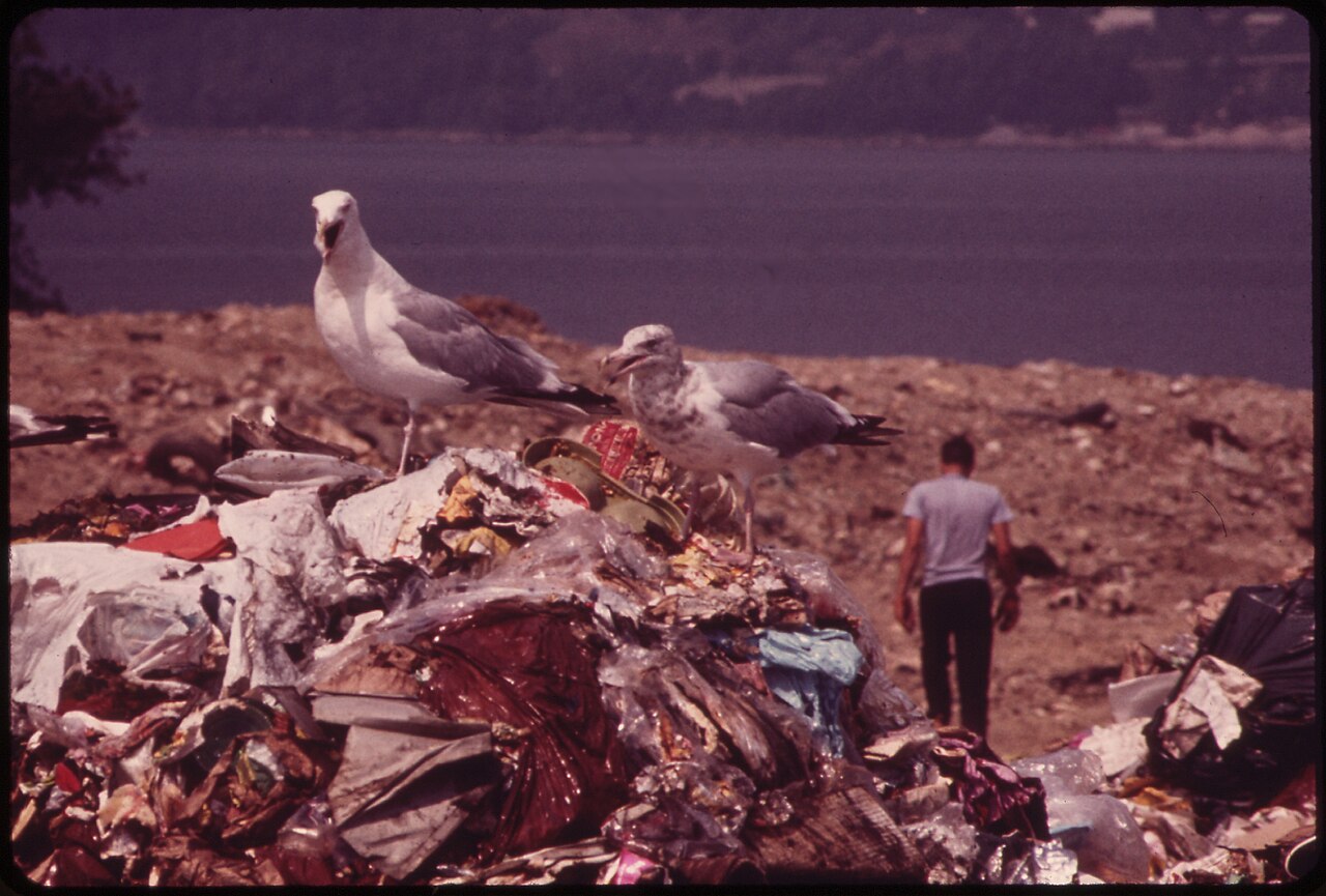 SEAGULLS SCAVENGE AT CROTON LANDFILL OPERATION ALONG THE HUDSON RIVER - NARA - 549951.jpg