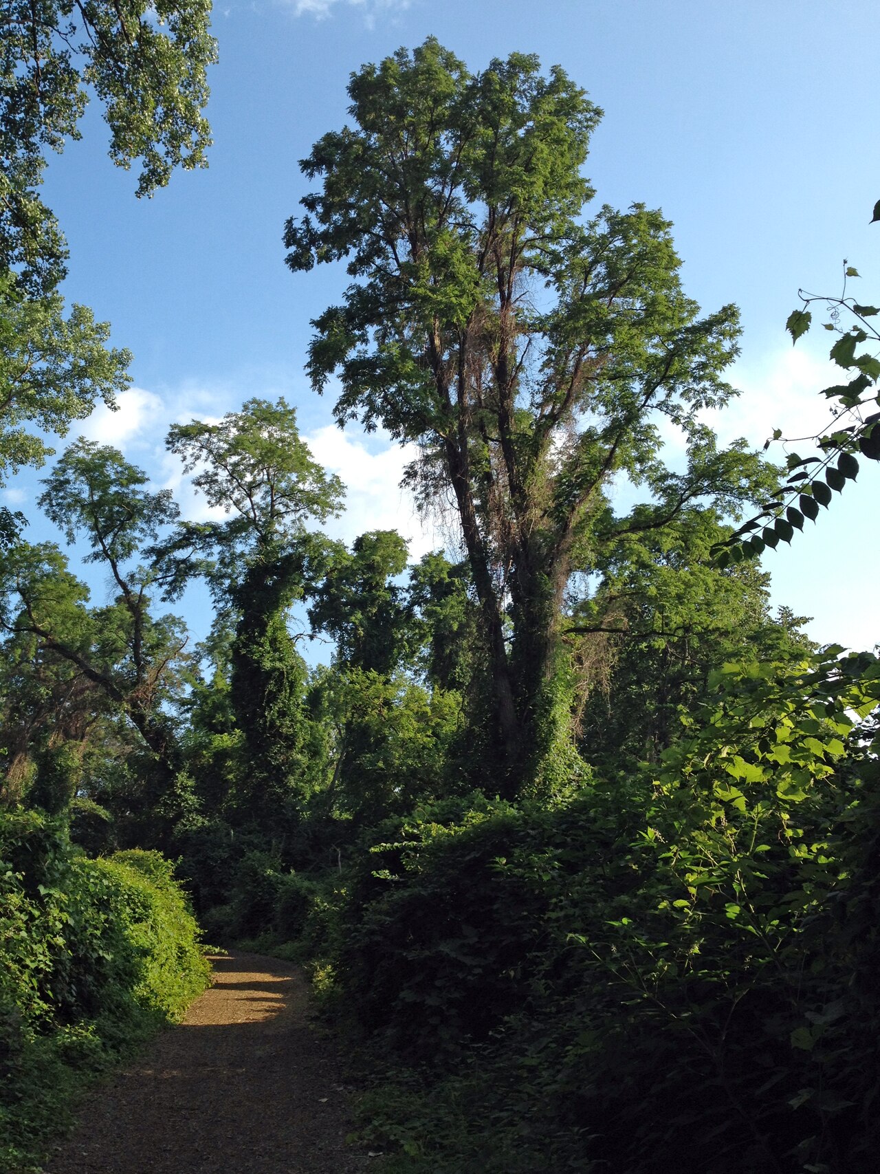 Croton Point Park forest path Summer 2014.tif