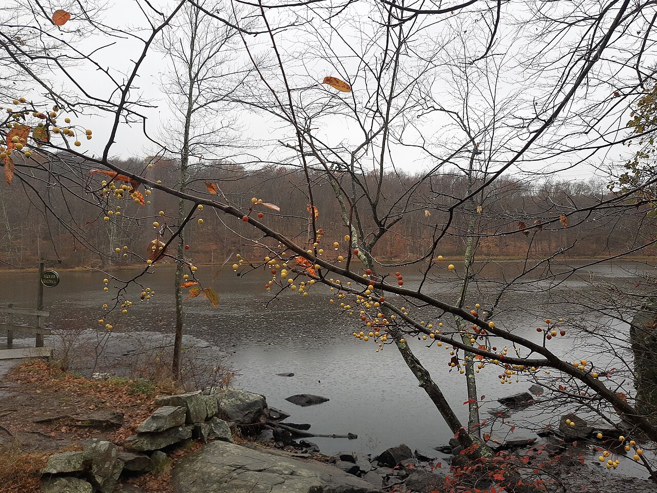 Teatown Reservation, yellow berries.jpg