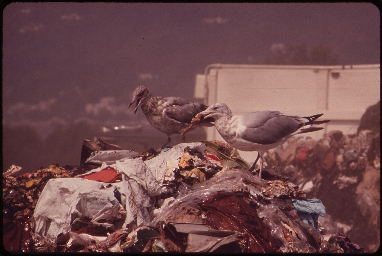 SEAGULLS SCAVENGE AT CROTON LANDFILL OPERATION ALONG THE HUDSON RIVER - NARA - 549952.jpg